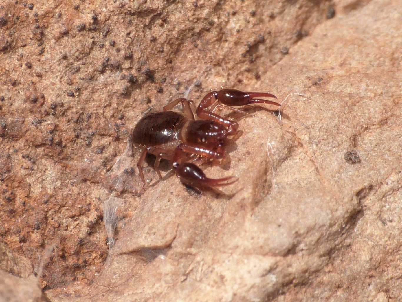 Pseudorcorpione: Neobisium sp. - Tolfa (RM)